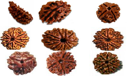 Lord Shiva Pooja Procedures and Benefits Shiva Pooja vidhanam in Telugu, Details of Rudraksha